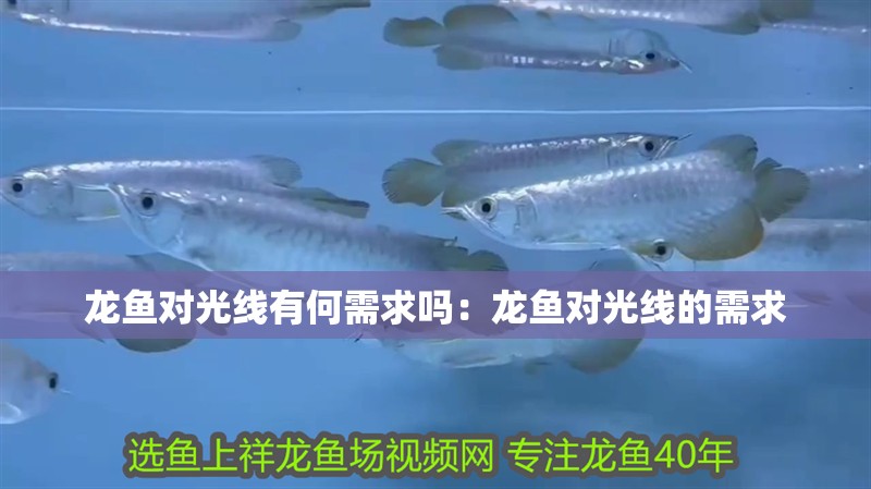 龍魚對光線有何需求嗎：龍魚對光線的需求