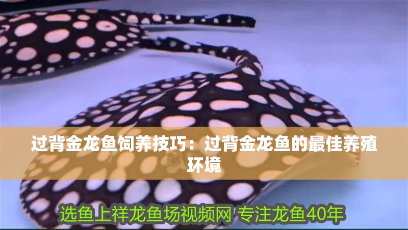 過背金龍魚飼養技巧：過背金龍魚的最佳養殖環境