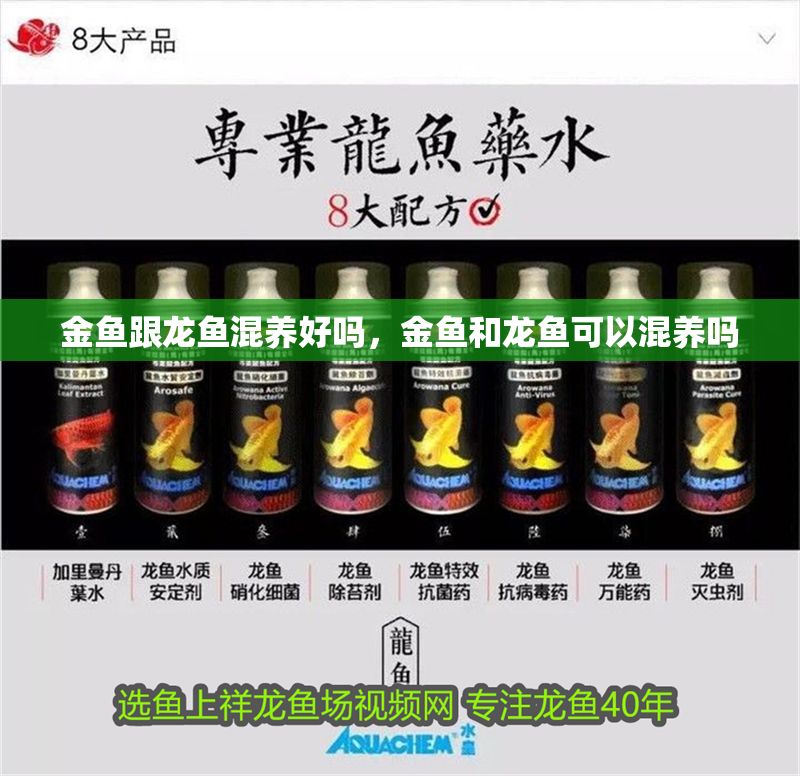 金魚跟龍魚混養好嗎，金魚和龍魚可以混養嗎