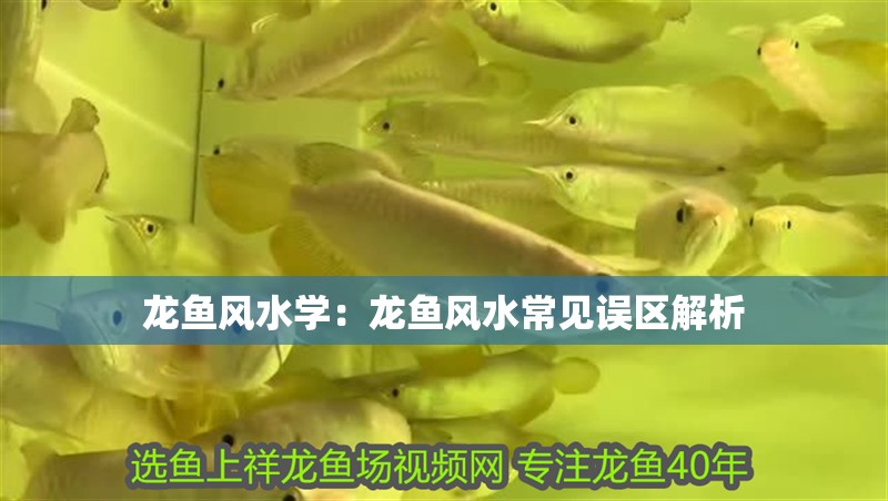 龍魚風水學：龍魚風水常見誤區解析