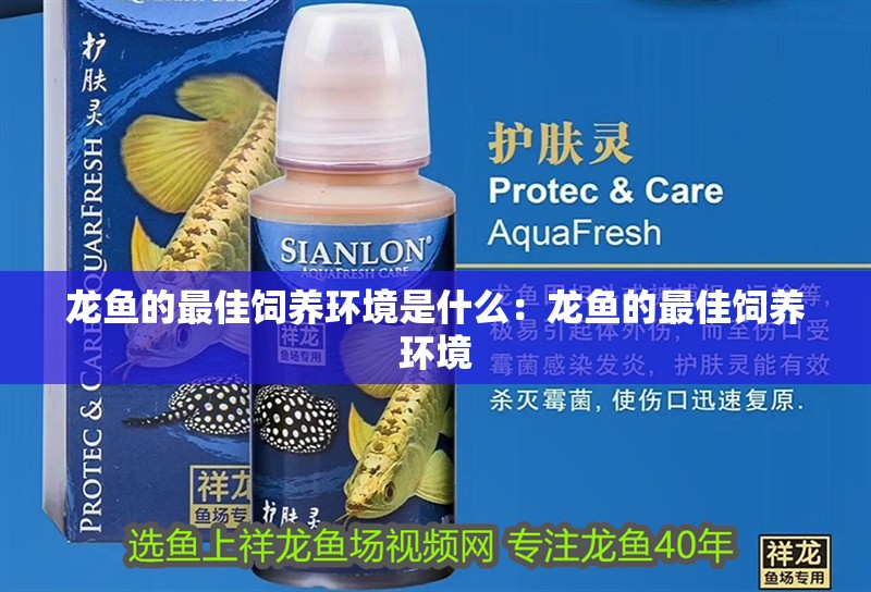龍魚的最佳飼養(yǎng)環(huán)境是什么：龍魚的最佳飼養(yǎng)環(huán)境