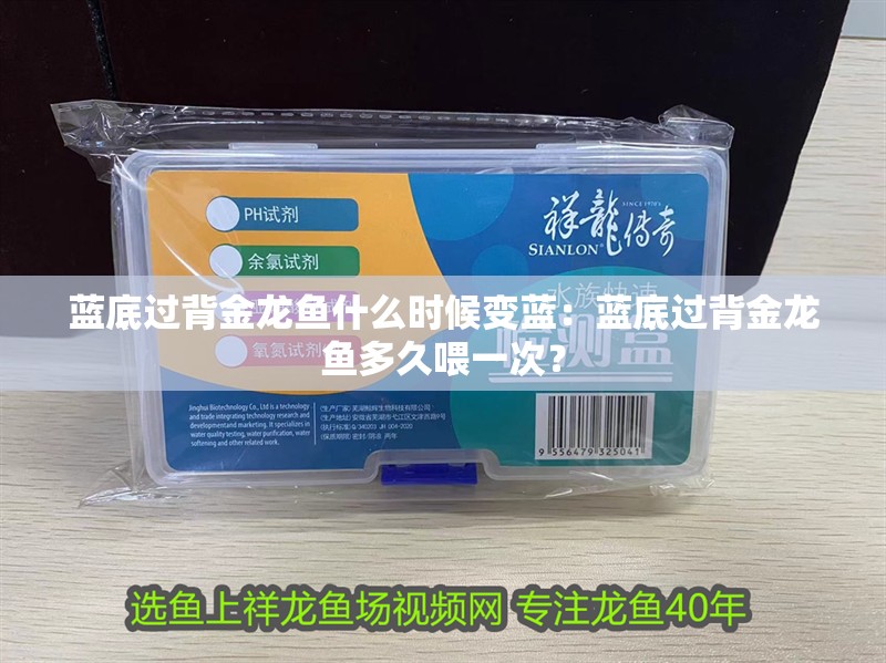 藍底過背金龍魚什么時候變藍：藍底過背金龍魚多久喂一次？