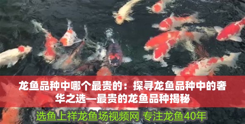 龍魚品種中哪個最貴的：探尋龍魚品種中的奢華之選—最貴的龍魚品種揭秘