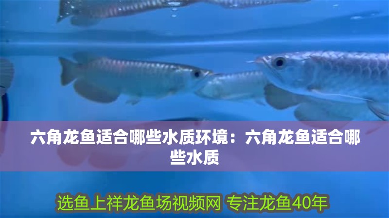 六角龍魚適合哪些水質(zhì)環(huán)境：六角龍魚適合哪些水質(zhì)