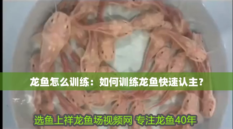龍魚怎么訓練：如何訓練龍魚快速認主？