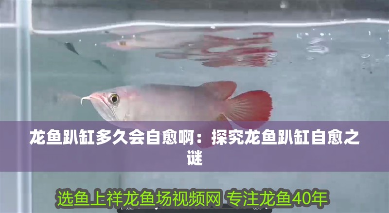 龍魚趴缸多久會自愈啊：探究龍魚趴缸自愈之謎