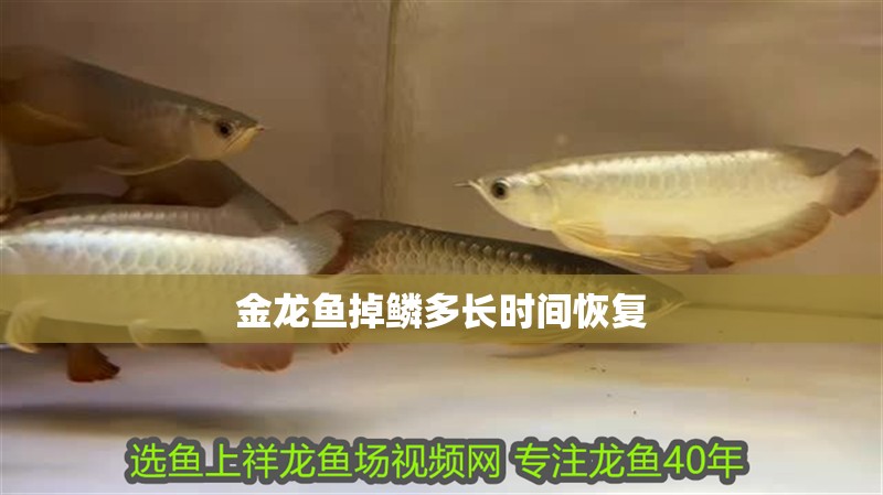 金龍魚掉鱗多長(zhǎng)時(shí)間恢復(fù)