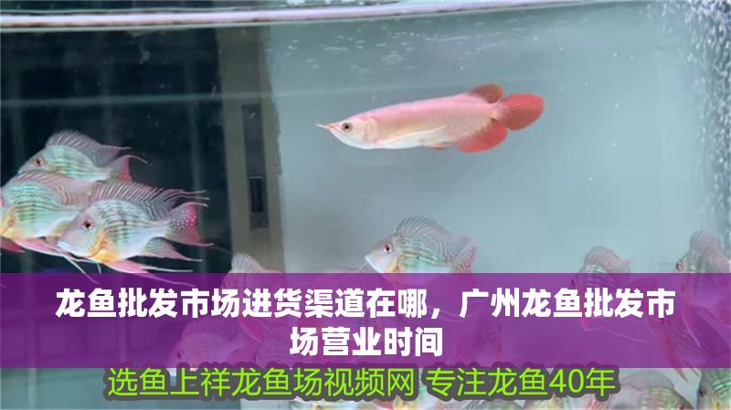 龍魚批發(fā)市場進(jìn)貨渠道在哪，廣州龍魚批發(fā)市場營業(yè)時(shí)間