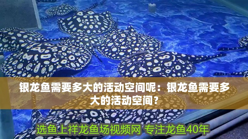 銀龍魚需要多大的活動空間呢：銀龍魚需要多大的活動空間？