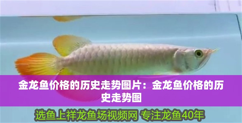 金龍魚價格的歷史走勢圖片：金龍魚價格的歷史走勢圖