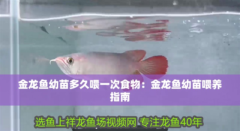 金龍魚幼苗多久喂一次食物：金龍魚幼苗喂養(yǎng)指南