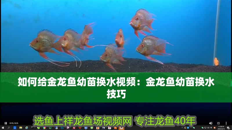 如何給金龍魚幼苗換水視頻：金龍魚幼苗換水技巧
