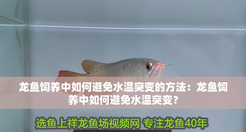 龍魚飼養(yǎng)中如何避免水溫突變的方法：龍魚飼養(yǎng)中如何避免水溫突變？