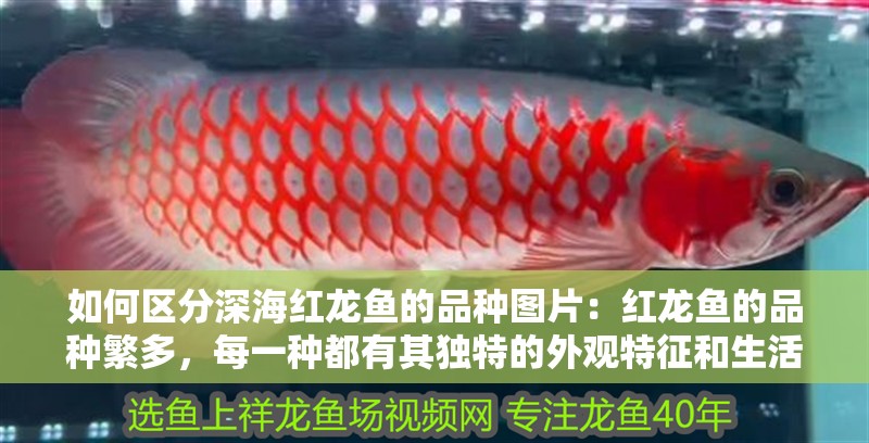 如何區分深海紅龍魚的品種圖片：紅龍魚的品種繁多，每一種都有其獨特的外觀特征和生活習性。要區分這些品種，需要從多個角度進行觀察和分析。以下是一些關鍵的方法來幫助你識別深海紅龍魚的不同品種