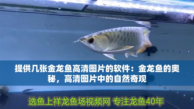 提供幾張金龍魚高清圖片的軟件：金龍魚的奧秘，高清圖片中的自然奇觀
