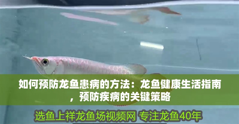 如何預(yù)防龍魚患病的方法：龍魚健康生活指南，預(yù)防疾病的關(guān)鍵策略