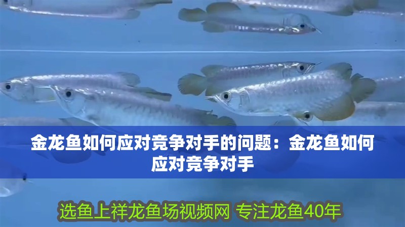 金龍魚如何應對競爭對手的問題：金龍魚如何應對競爭對手