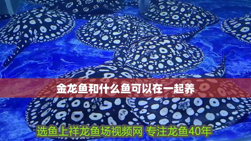 金龍魚和什么魚可以在一起養(yǎng)