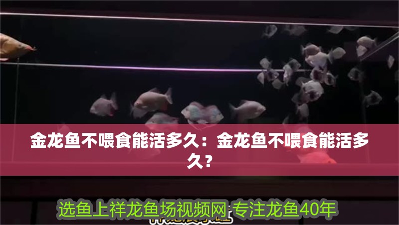 金龍魚不喂食能活多久：金龍魚不喂食能活多久？