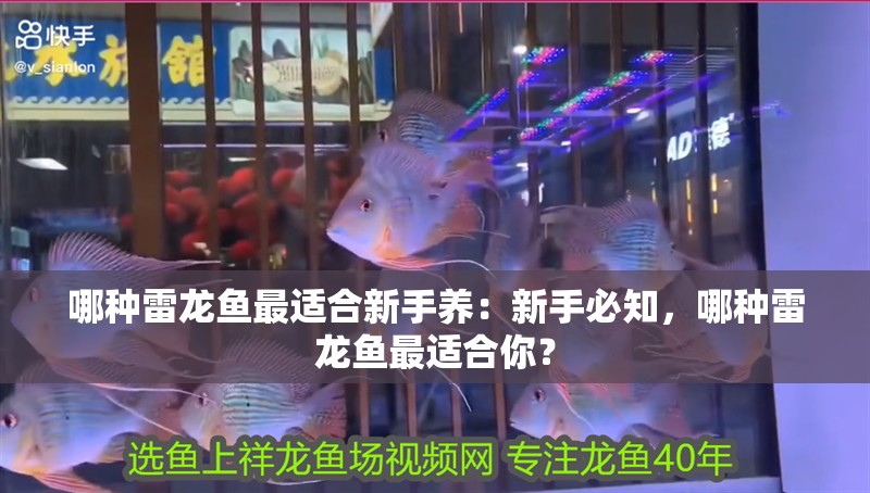 哪種雷龍魚最適合新手養：新手必知，哪種雷龍魚最適合你？