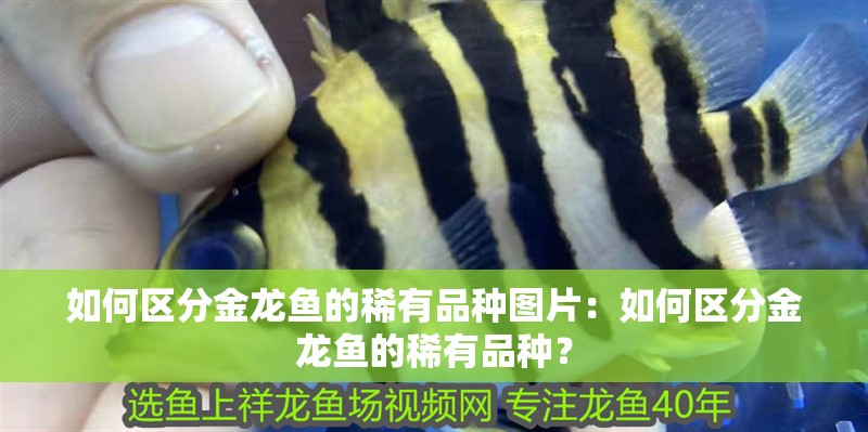 如何區分金龍魚的稀有品種圖片：如何區分金龍魚的稀有品種？