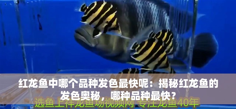 紅龍魚中哪個品種發色最快呢：揭秘紅龍魚的發色奧秘，哪種品種最快？