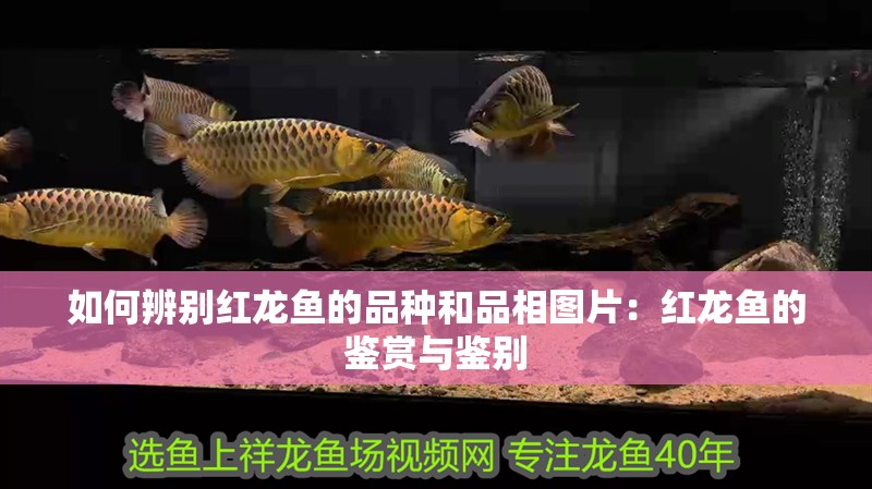 如何辨別紅龍魚的品種和品相圖片：紅龍魚的鑒賞與鑒別