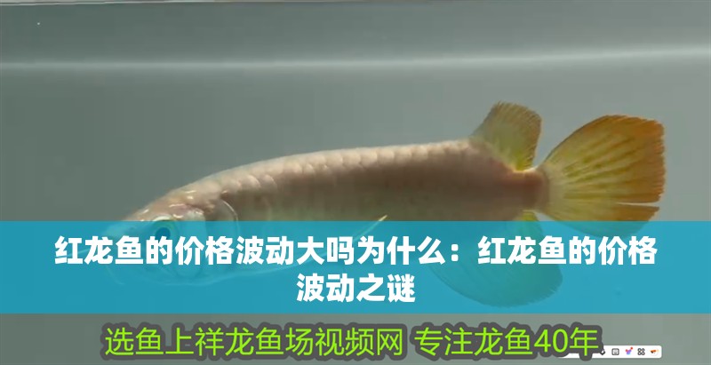 紅龍魚的價格波動大嗎為什么：紅龍魚的價格波動之謎