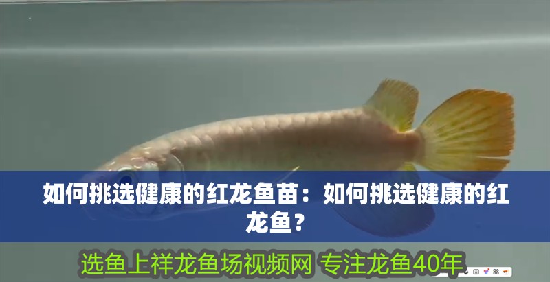 如何挑選健康的紅龍魚苗：如何挑選健康的紅龍魚？