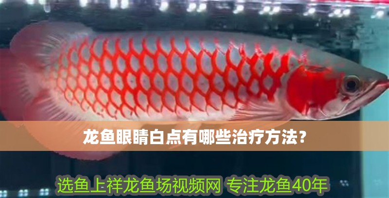 龍魚眼睛白點有哪些治療方法？