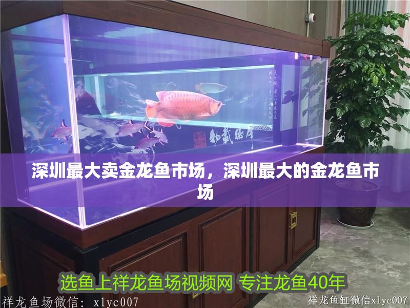深圳最大賣金龍魚市場，深圳最大的金龍魚市場