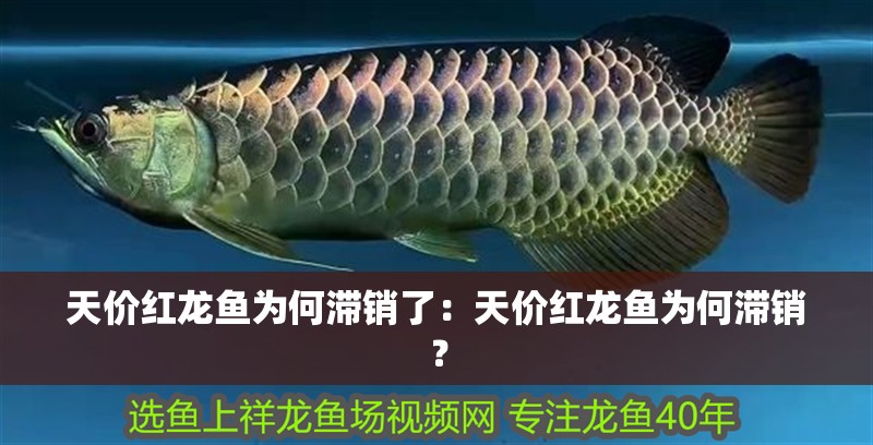 天價(jià)紅龍魚為何滯銷了：天價(jià)紅龍魚為何滯銷？ 天價(jià)紅龍魚為何滯銷了：天價(jià)紅龍魚為何滯銷？ 水族問答