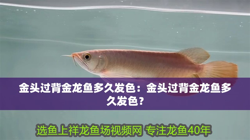 金頭過(guò)背金龍魚(yú)多久發(fā)色：金頭過(guò)背金龍魚(yú)多久發(fā)色？