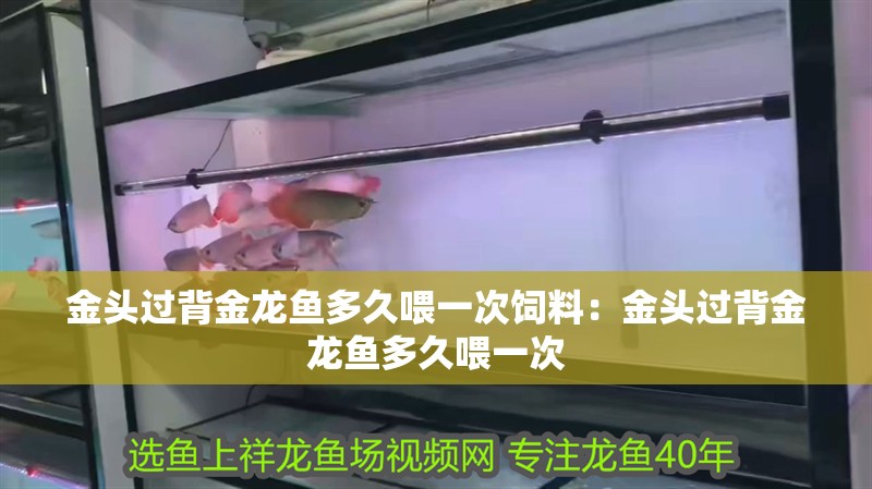 金頭過背金龍魚多久喂一次飼料：金頭過背金龍魚多久喂一次