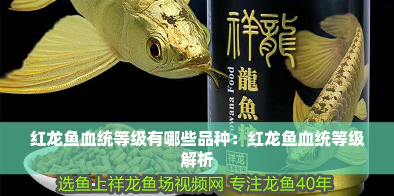 紅龍魚血統(tǒng)等級有哪些品種：紅龍魚血統(tǒng)等級解析