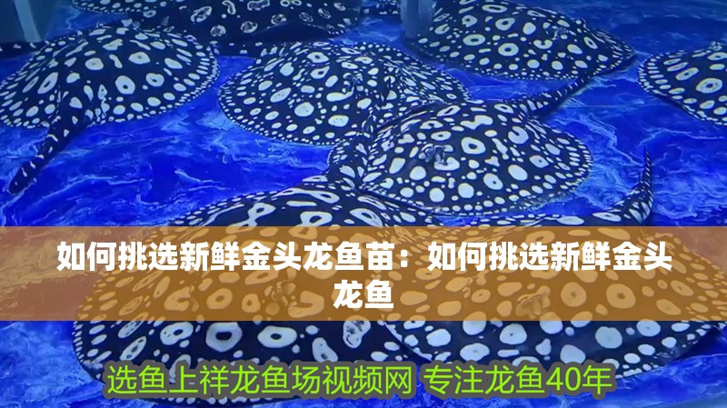 如何挑選新鮮金頭龍魚苗：如何挑選新鮮金頭龍魚