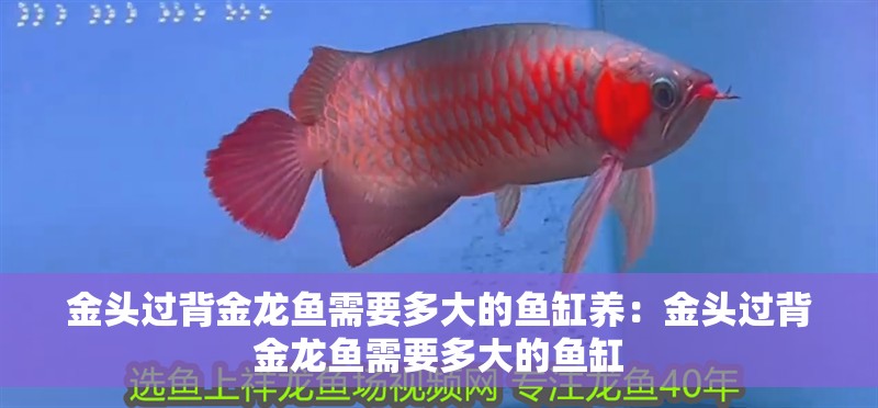 金頭過背金龍魚需要多大的魚缸養：金頭過背金龍魚需要多大的魚缸