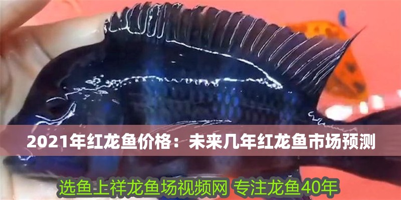 2021年紅龍魚價格：未來幾年紅龍魚市場預測