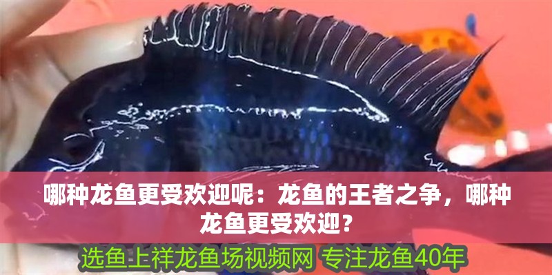 哪種龍魚更受歡迎呢：龍魚的王者之爭(zhēng)，哪種龍魚更受歡迎？