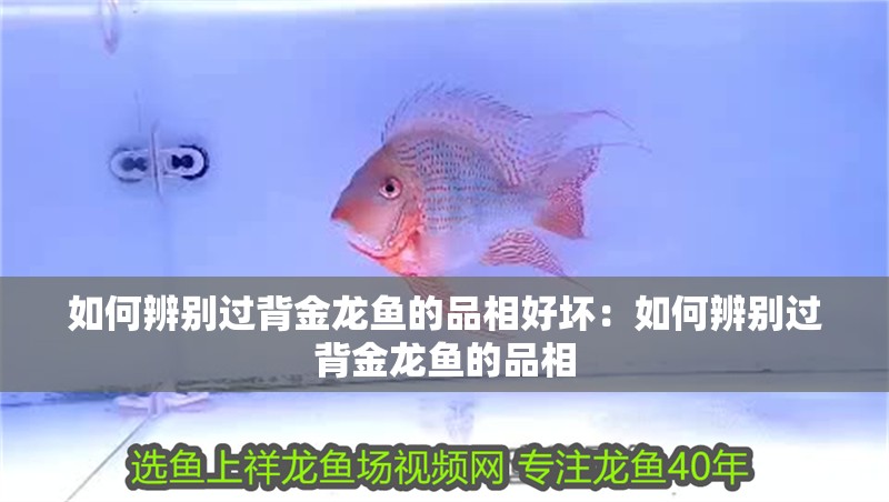 如何辨別過背金龍魚的品相好壞：如何辨別過背金龍魚的品相