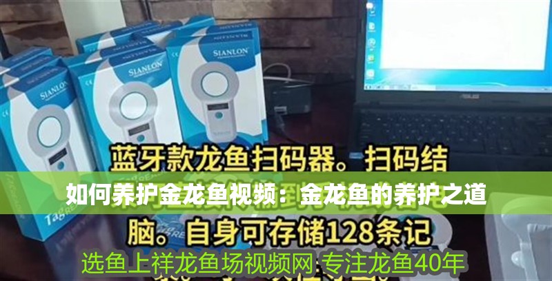 如何養(yǎng)護金龍魚視頻：金龍魚的養(yǎng)護之道