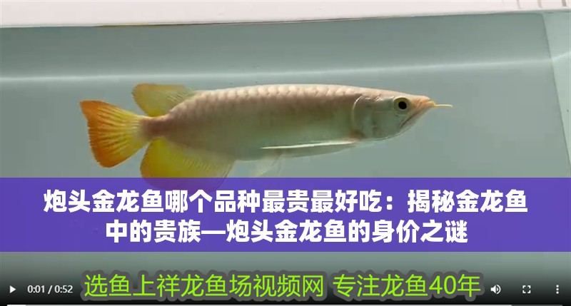 炮頭金龍魚哪個(gè)品種最貴最好吃：揭秘金龍魚中的貴族—炮頭金龍魚的身價(jià)之謎