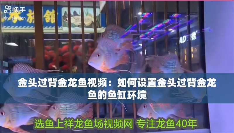金頭過背金龍魚視頻：如何設置金頭過背金龍魚的魚缸環境