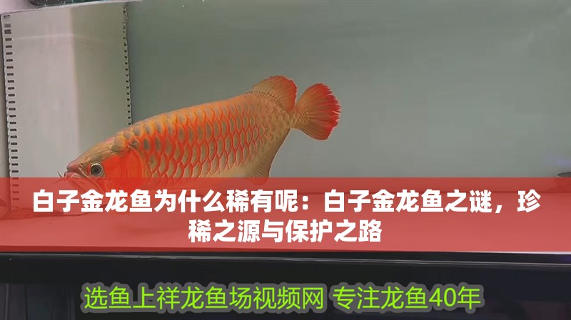白子金龍魚為什么稀有呢：白子金龍魚之謎，珍稀之源與保護(hù)之路