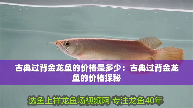 古典過背金龍魚的價格是多少：古典過背金龍魚的價格探秘