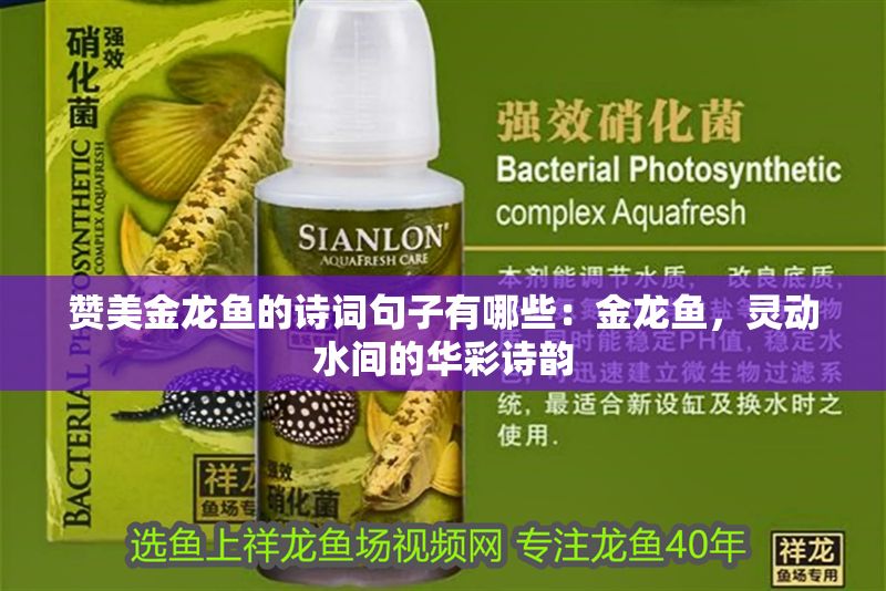 贊美金龍魚的詩詞句子有哪些：金龍魚，靈動水間的華彩詩韻