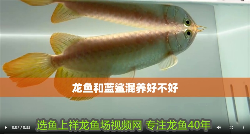 龍魚和藍鯊混養好不好