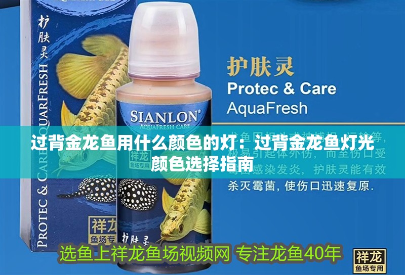 過背金龍魚用什么顏色的燈：過背金龍魚燈光顏色選擇指南