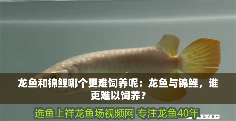 龍魚和錦鯉哪個更難飼養呢：龍魚與錦鯉，誰更難以飼養？