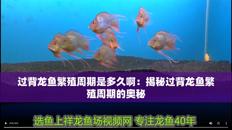過背龍魚繁殖周期是多久?。航颐剡^背龍魚繁殖周期的奧秘